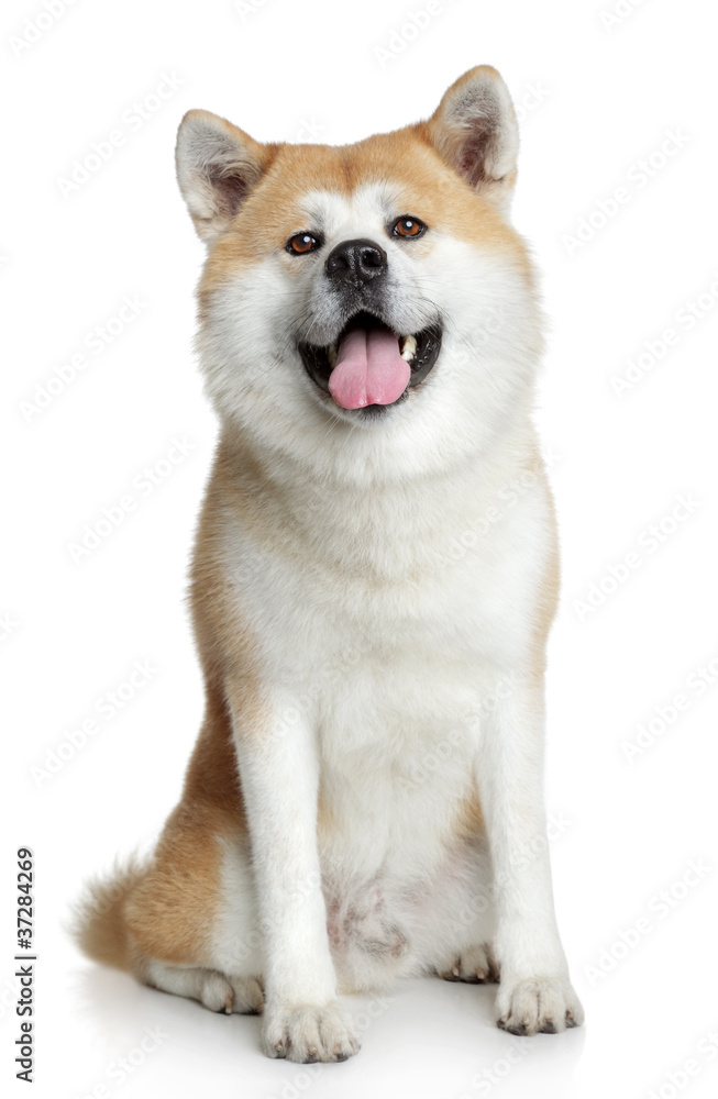 Akita inu dog portrait