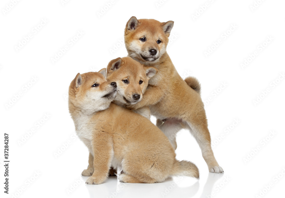 Shiba inu puppies playing
