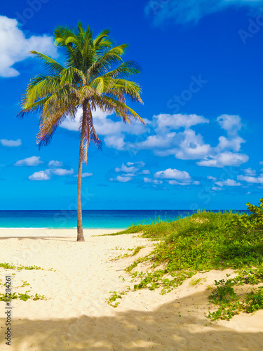 Photography Coconut palm on a beautiful beach in Cuba