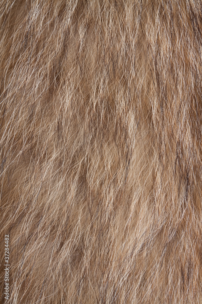 Fototapeta premium Fur texture