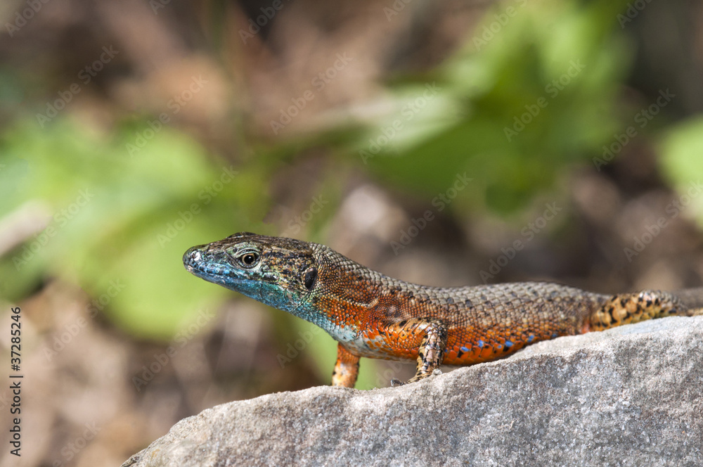 Fototapeta premium Dalmatian Algyroides (Algyroides nigropunctatus), Greece