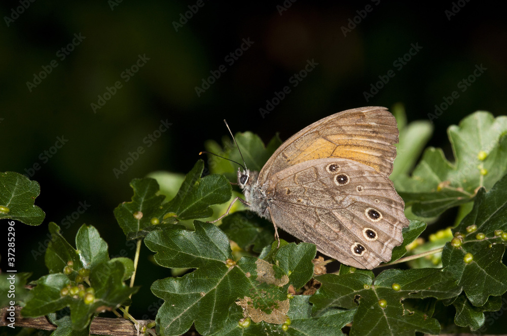 Fototapeta premium Lattice Brown - Kirinia roxelana, Greece