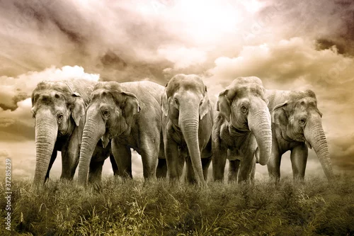 Fototapeta Elefantenherde