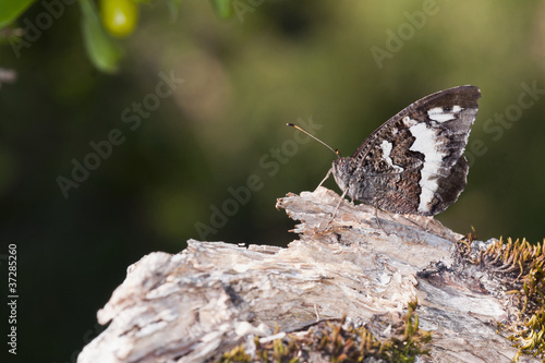 Great Banded Grayling - Kanetisa circe photo