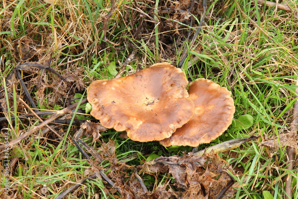Seta de Cardo. Pleurotus eryngii.