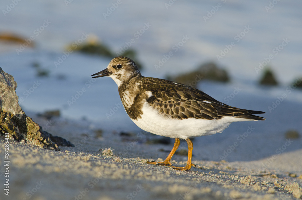 Ruddy Turnstone- Arenaria interpes, Crete Ruddy Turnstone- Arenaria interpes, Crete