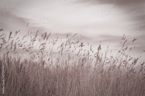 grass field and sky in black and white