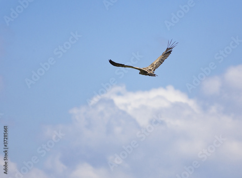 vulture bird flying
