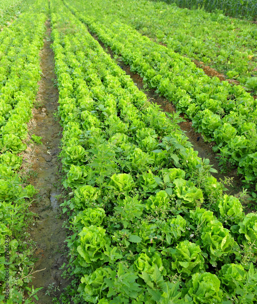 lettuce plant in field