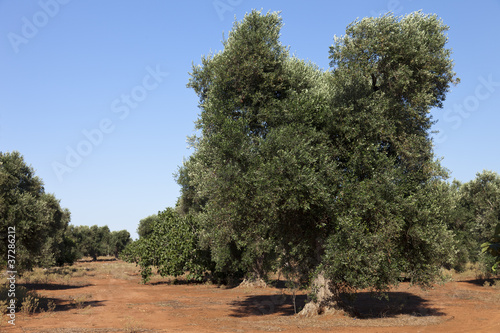 Olive plant in Puglia