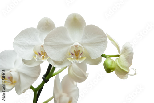 Fototapeta Naklejka Na Ścianę i Meble -  orchid isolated on white background