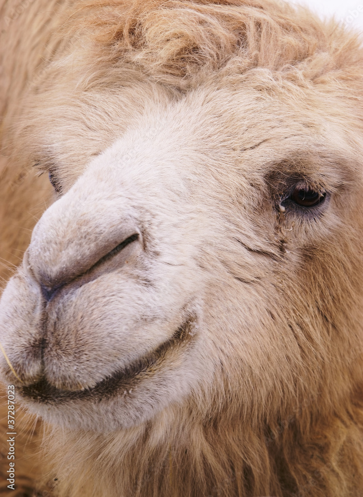 camel closeup portrait
