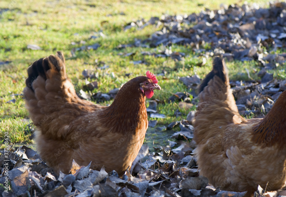 Fototapeta premium Hen