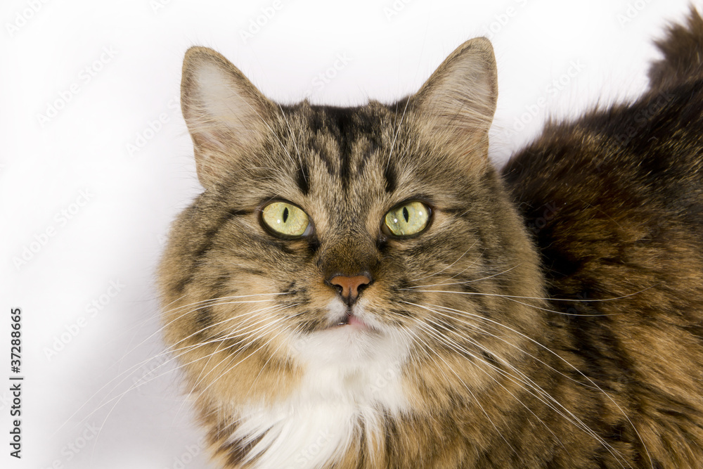 whiskered and fluffy cat whiskered and fluffy cat