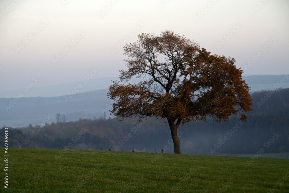 Eiche in der Dämmerung