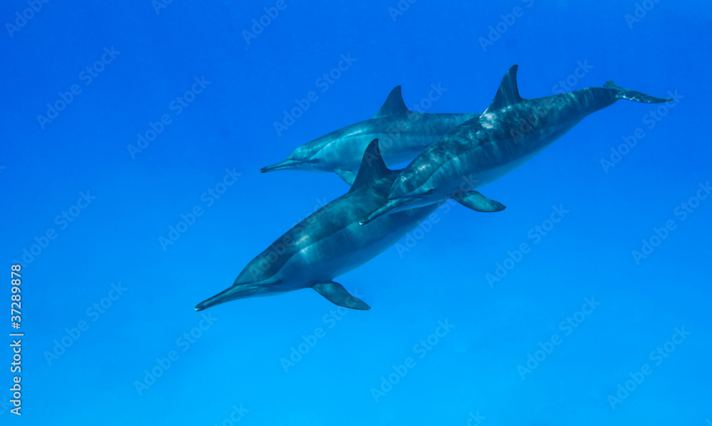 Naklejka premium Dolphin Family