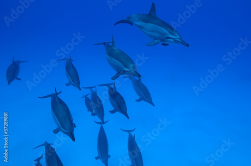 School of spinner dolphins with copy space for your text. © uwimages