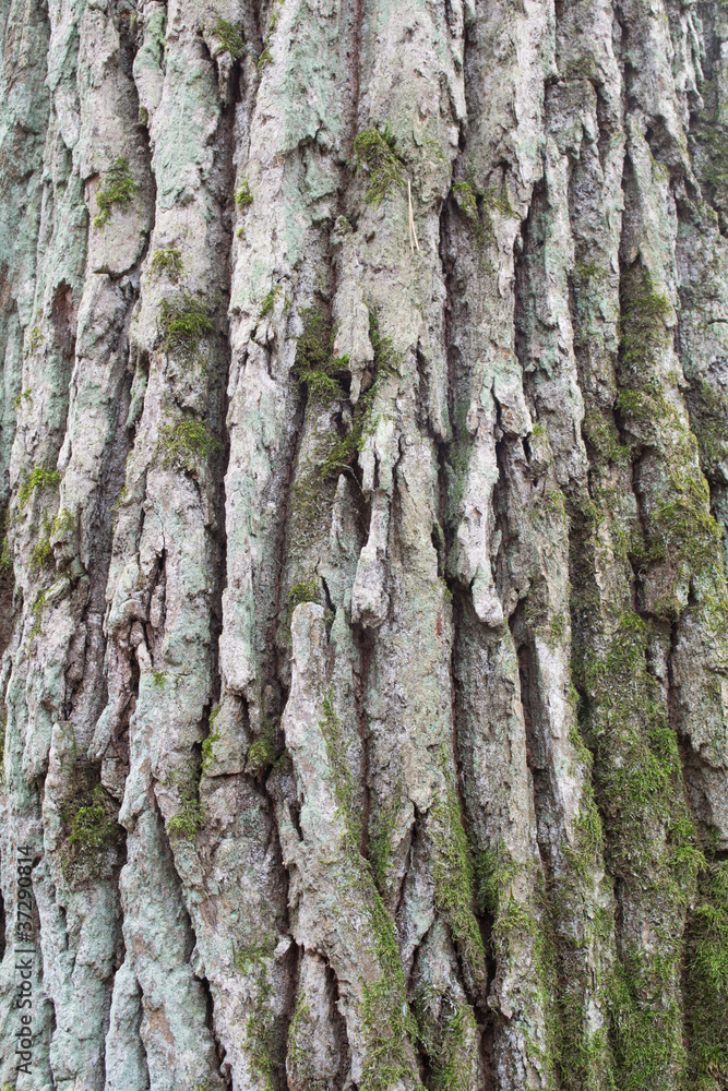 Vertical oak bark background covered with moss Vertical oak bark background covered with moss