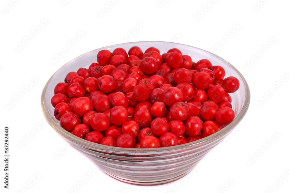Rowan berries, also known as mountain ash Rowan berries, also known as mountain ash