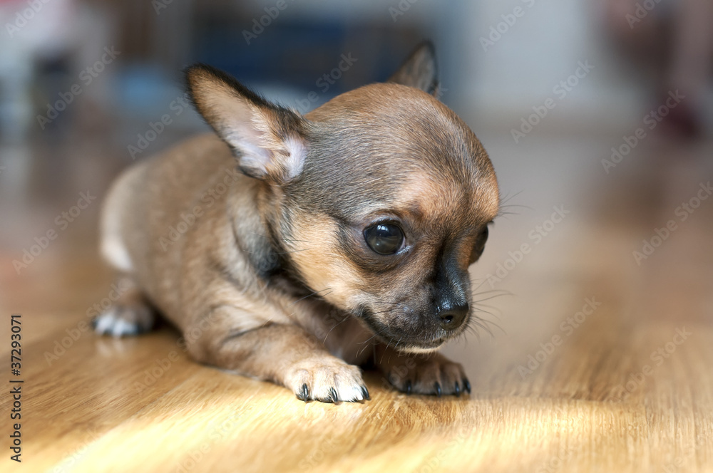 tiny chihuahua puppy on  floor close-up