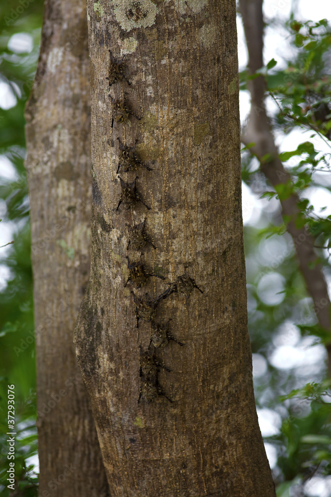 Long nosed bats Long nosed bats