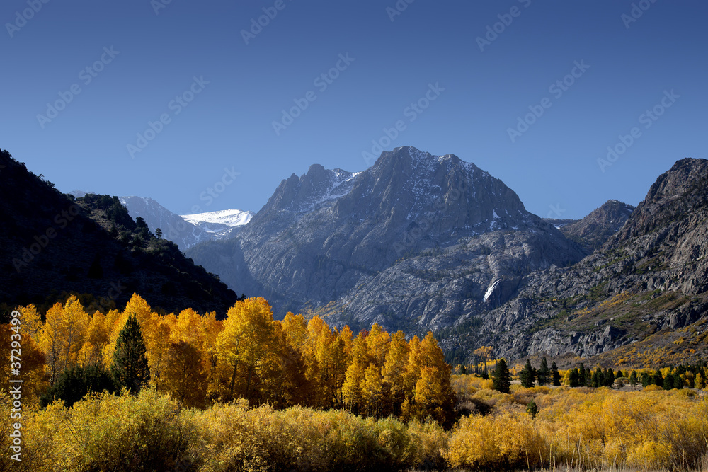 Mountains and Aspens