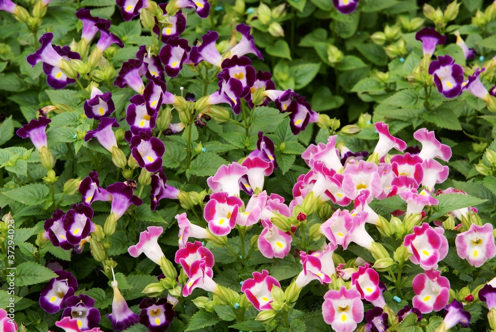 Torenia fournieri flower Torenia fournieri flower