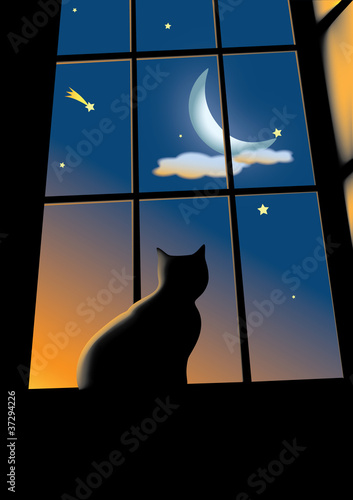 cat on the window