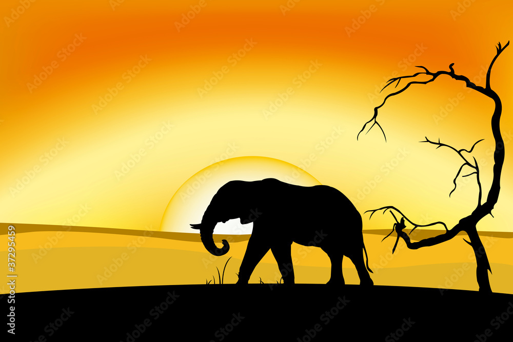 Obraz premium African elephant