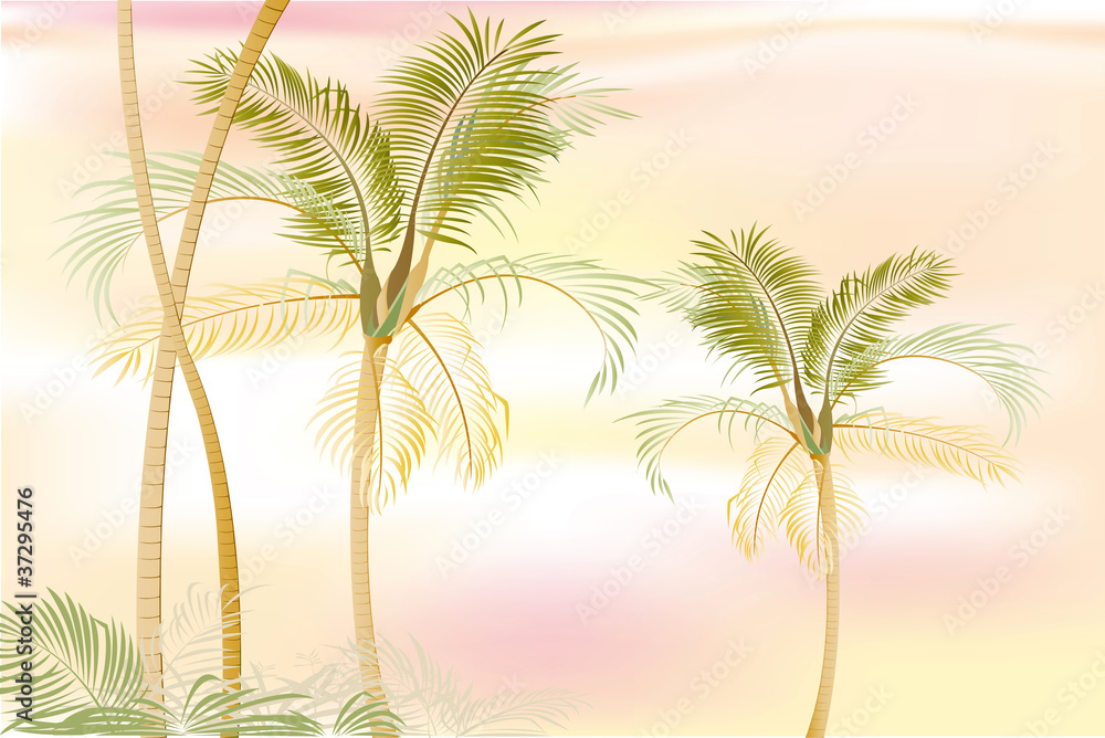 Beautiful palm place