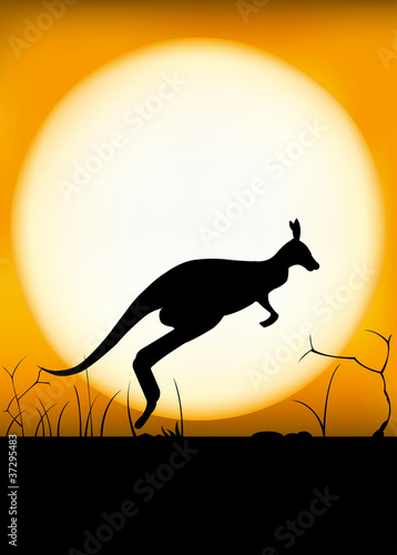 Kangaroo sunset