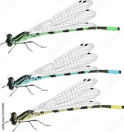 three color dragonflies isolated on white