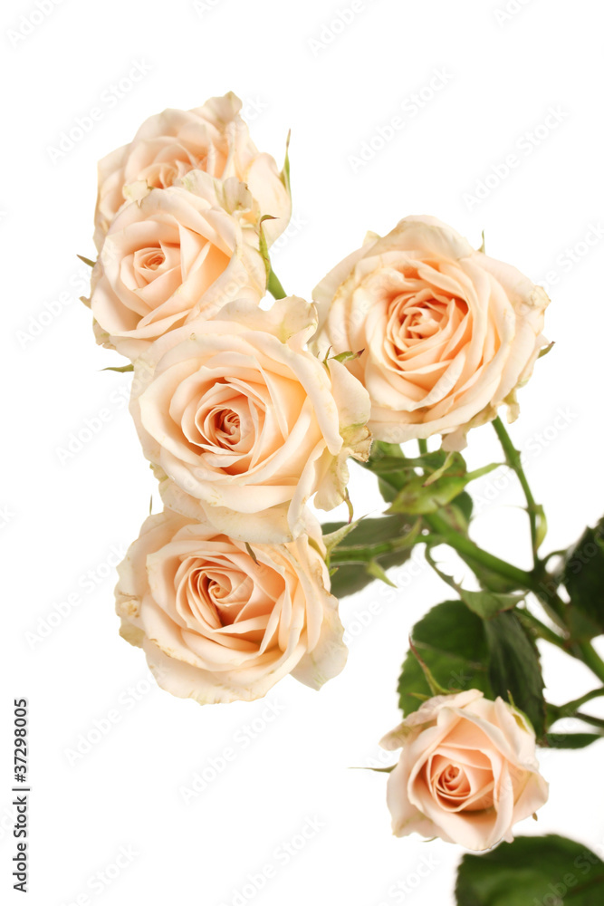 Little white roses isolated on white
