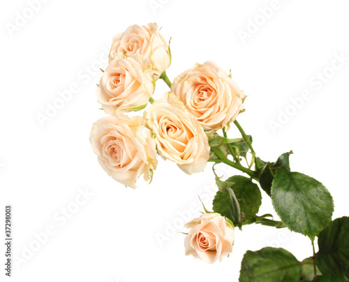 Little white roses isolated on white