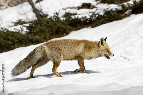Fox in the snow © ataglier