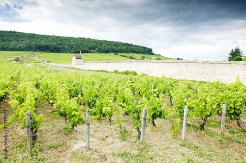 vineyards near Gevrey-Chambertin,Cote de Nuits,Burgundy,France photo