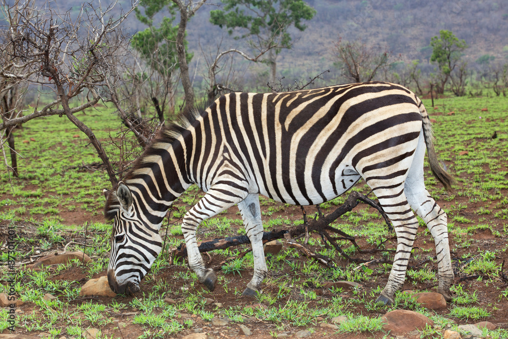 Obraz premium Plains Zebra