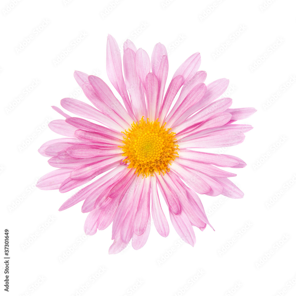 Chrysanthemum Chrysanthemum