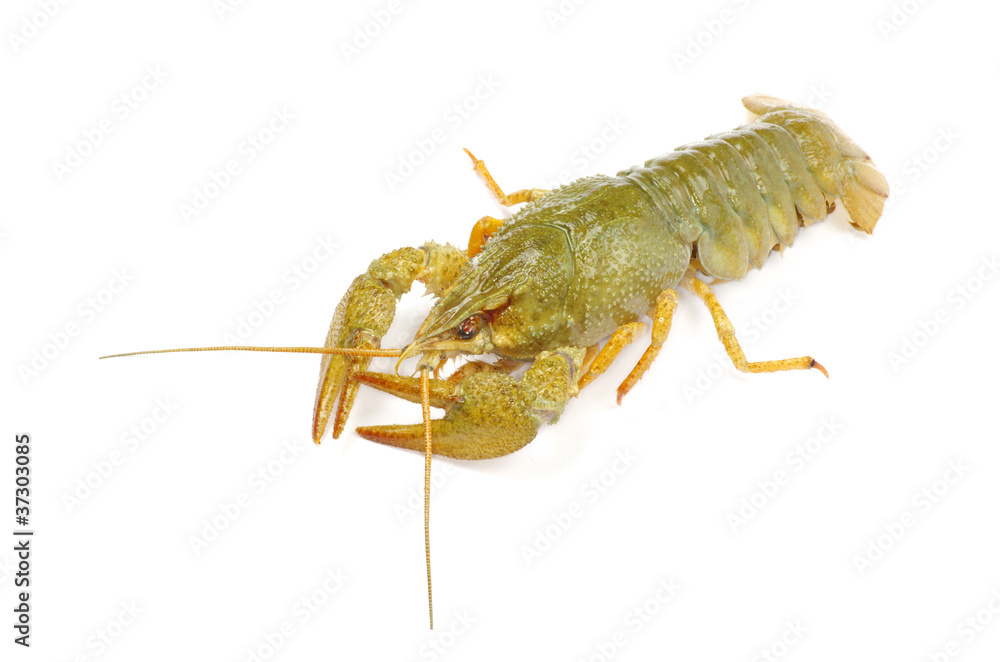 crawfish crawfish