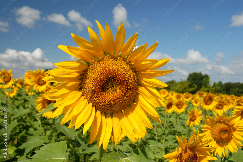 tournesols 2 tournesols 2