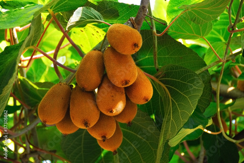 Kiwi fruit on a branch