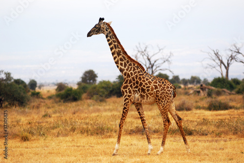 Giraffe in the african savannah © Oleg Znamenskiy