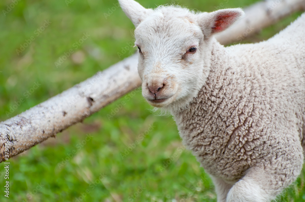 Cute Lamb