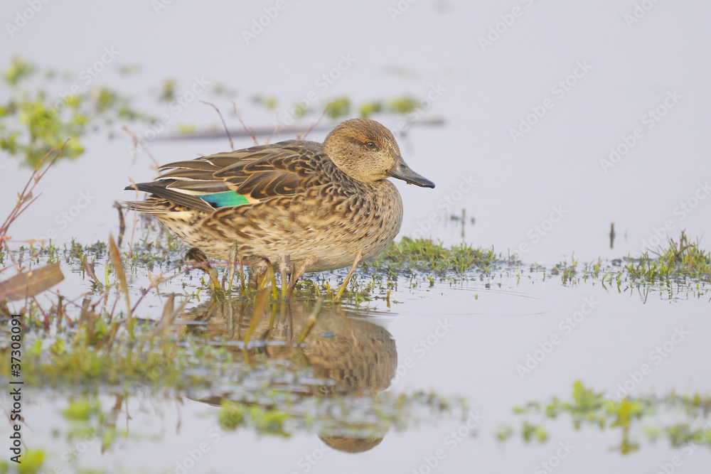 Fototapeta premium Common Teal , Anas crecca