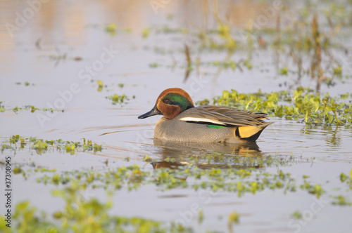 Common Teal , Anas crecca photo