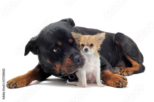 rottweiler et chihuahua