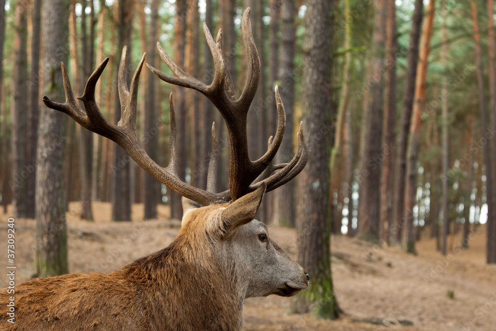 Hirsch Hirsch
