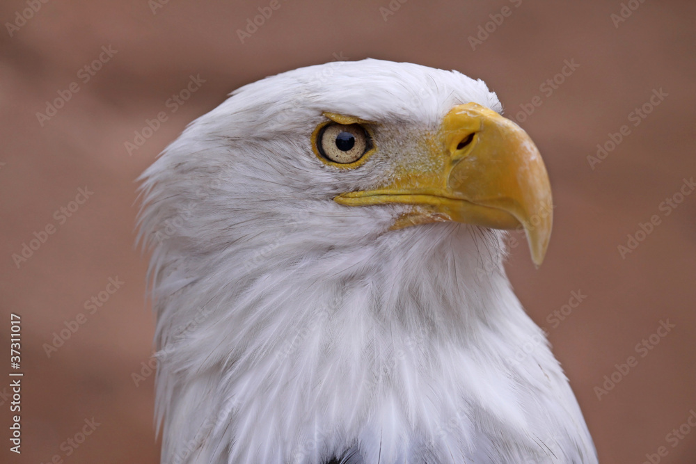 Weißkopfseeadler (Haliaeetus leucocephalus) Weißkopfseeadler (Haliaeetus leucocephalus)
