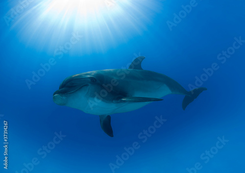 Dolphin and Sun © uwimages