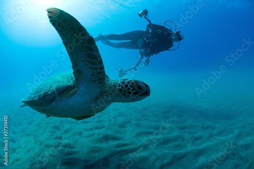 Underwater photographer taking photo of a green turtle.